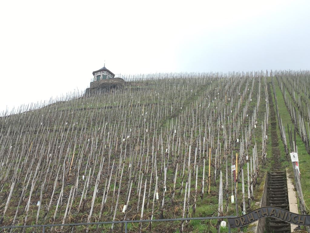 Steep vines in Bernkastel